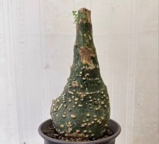 Dia 11.5cm rare for sale  Shipping to United Kingdom