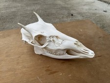 Unique whitetail button for sale  Shreve