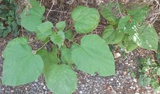 Catalpa bignonioide arbre d'occasion  Toulouse-