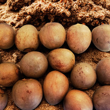 Avocado seeds organic for sale  Charlotte