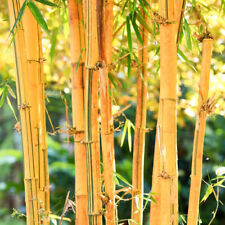 Phyllostachys aureosulcata exo for sale  IPSWICH
