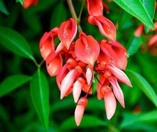 Erythrina crista galli d'occasion  Expédié en France