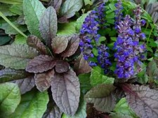 Bugleweed ajuga reptans for sale  Rileyville