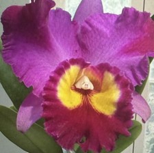 Orchid pot dick for sale  Las Vegas