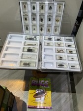 real life bugs collection for sale real life bugs collection for sale BLACKBURN