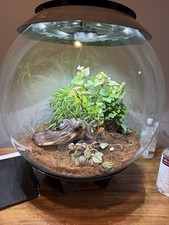 Biorb terrarium for sale  Roscoe