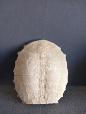 Beau plastron tortue d'occasion  Saint-Calais