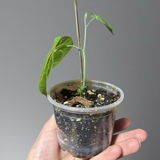 Używany, Aristolochia Leuconeura na sprzedaż  PL