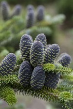 Abies koreana blue gebraucht kaufen  Westerstede
