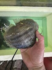 Wild discus inch for sale  Brooklyn