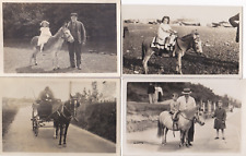 Old photo animal for sale  BARNOLDSWICK