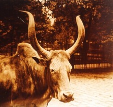 Zoo tête boeuf d'occasion  Paris V