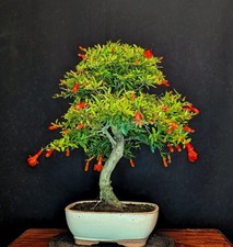 Bonsai granatapfel punica gebraucht kaufen  Bielefeld