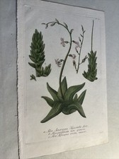 Erbario 1700 aloe usato  Roma
