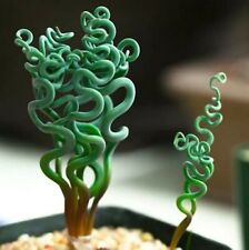 Succulent seeds living for sale  Marietta