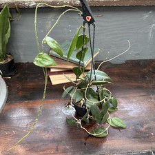 Rare hoya caudata for sale  Centralia