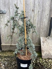 Cedrus libani blue for sale  CHORLEY