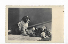 Dog d'occasion  Expédié en Belgium
