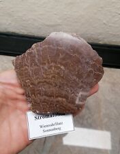 Rarität stromatolith wienrode gebraucht kaufen  Landsberg