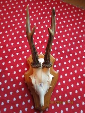 Trophäe rehgehörn rehbock gebraucht kaufen  Deutschland