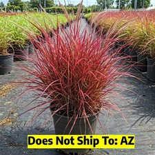 Red fountain grass for sale  Miami