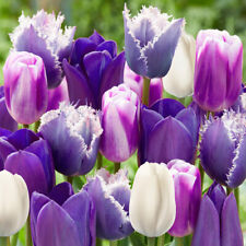 Paradise purple tulip for sale  PETERBOROUGH