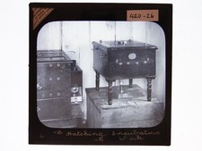 Chicken farming hatching for sale Chicken farming hatching for sale  SOUTH MOLTON