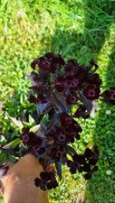 Dianthus barbatus sooty for sale  SEVENOAKS
