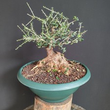Pre bonsai shoin usato  San Pancrazio Salentino