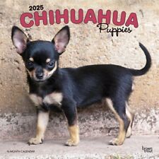 Chihuahua puppies 2025 for sale  Vacaville