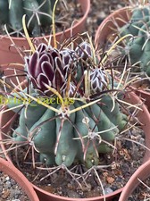 Rara pianta succulenta usato  Spedire a Italy