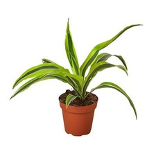 Dracaena deremensis lemon for sale  Mount Dora