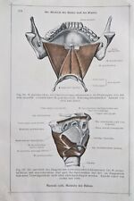 1911 allemand anatomie d'occasion  Expédié en France