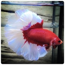 betta fighting fish for sale betta fighting fish for sale Miami
