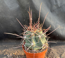 Ferocactus rectispinus vivaio usato  Massafra