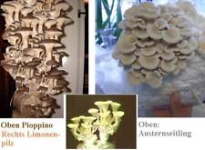 Küchengemüse zierde edelpilz gebraucht kaufen  Kaiserslautern