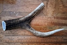 Scottish red deer for sale  LOWESTOFT