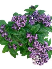 pflanzen tropische blumen gebraucht kaufen pflanzen tropische blumen gebraucht kaufen Straelen