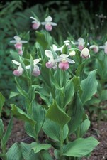 Cypripedium reginae showy for sale Cypripedium reginae showy for sale  LISBURN