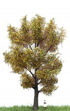 Pioppo canadese 2306 usato  Statte