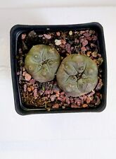 Two ariocarpus cactus for sale  Cheswick