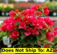 Garden plant bougainvillea for sale  Miami