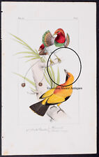 Bird paradise lemaire for sale  Galveston