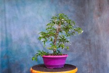 Water jasmine pre for sale  North Fort Myers