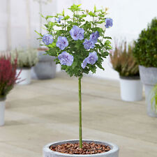 Hibiscus blue chiffon for sale  UK