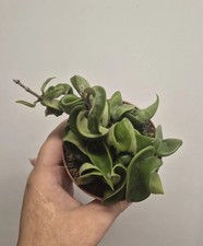 Hoya carnosa compacta for sale  LONDON