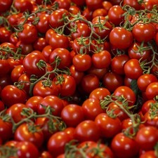 Tomato seeds large for sale  Hallandale
