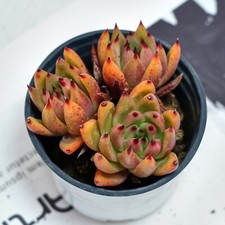 Echeveria red umbrella d'occasion  Expédié en Belgium