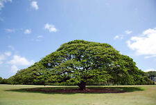 Rain tree seeds for sale  Lincolnton