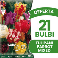 Bulbi autunnali offerta usato  Torre Canavese